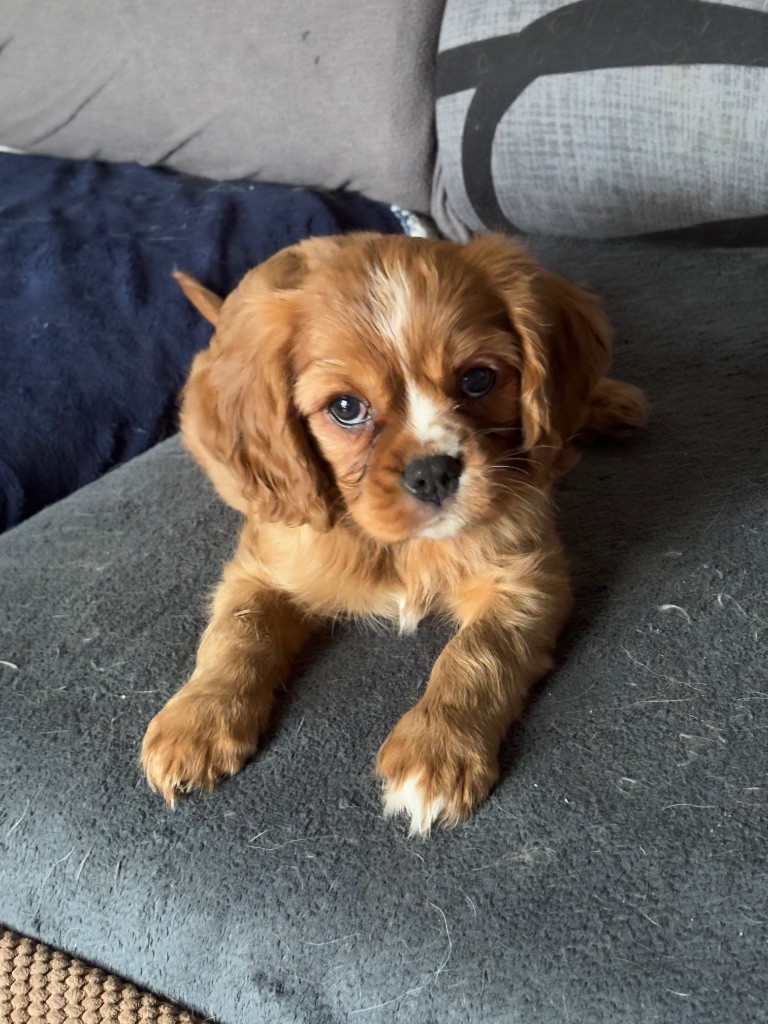 Des Cavaliers Du Maine - Chiot disponible  - Cavalier King Charles Spaniel