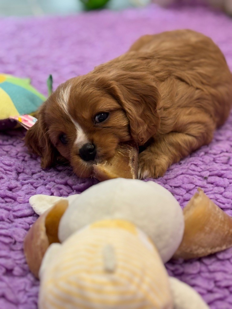 Des Cavaliers Du Maine - Chiot disponible  - Cavalier King Charles Spaniel