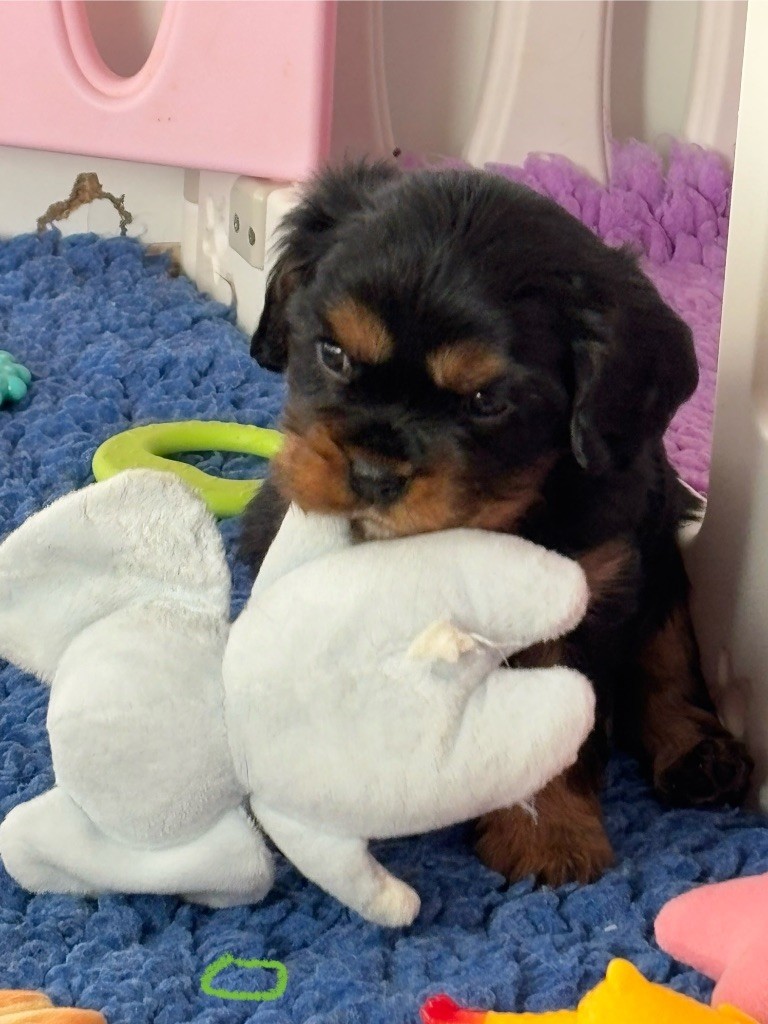 Des Cavaliers Du Maine - Chiot disponible  - Cavalier King Charles Spaniel