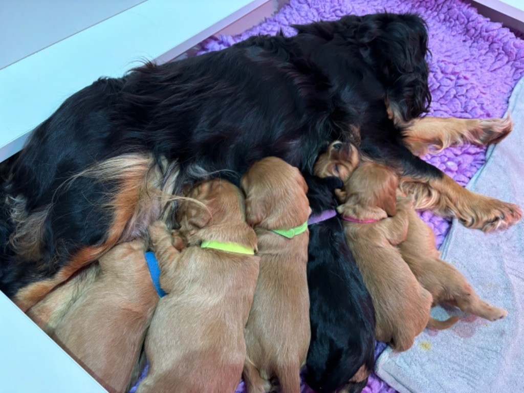 chiot Cavalier King Charles Spaniel Des Cavaliers Du Maine