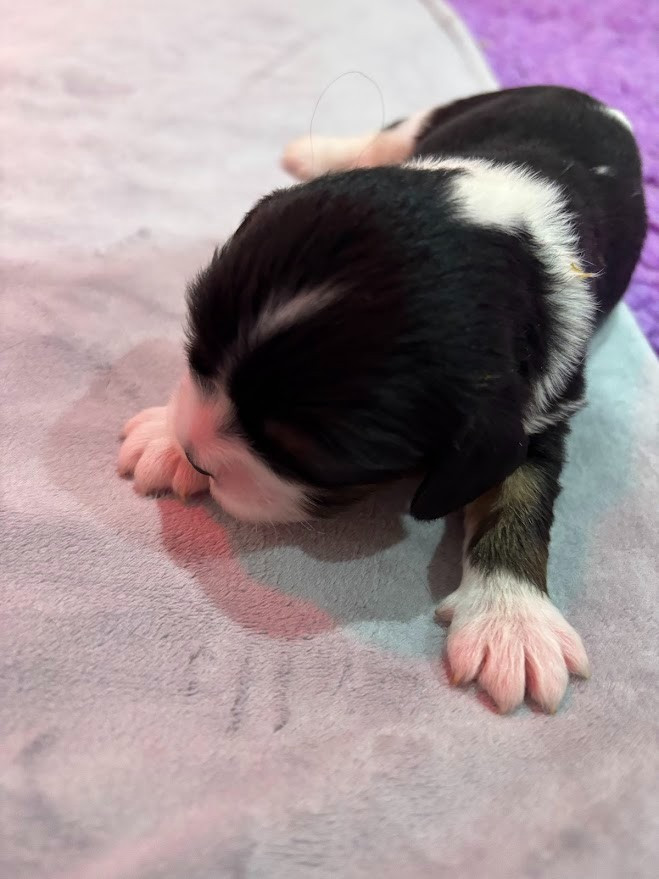 Des Cavaliers Du Maine - Chiots disponibles - Cavalier King Charles Spaniel