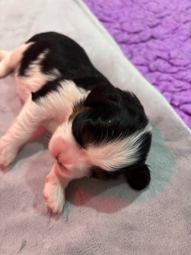 Des Cavaliers Du Maine - Chiots disponibles - Cavalier King Charles Spaniel