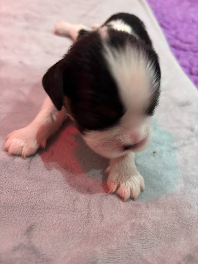 Des Cavaliers Du Maine - Chiots disponibles - Cavalier King Charles Spaniel