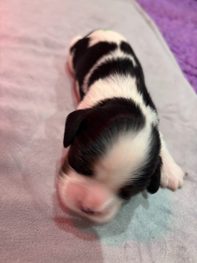 Des Cavaliers Du Maine - Chiots disponibles - Cavalier King Charles Spaniel