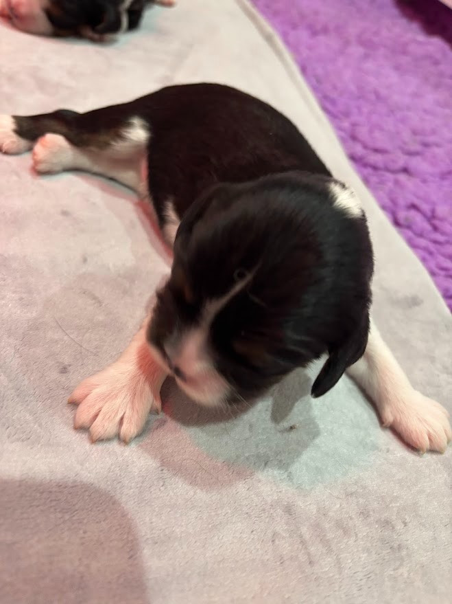 Des Cavaliers Du Maine - Chiots disponibles - Cavalier King Charles Spaniel