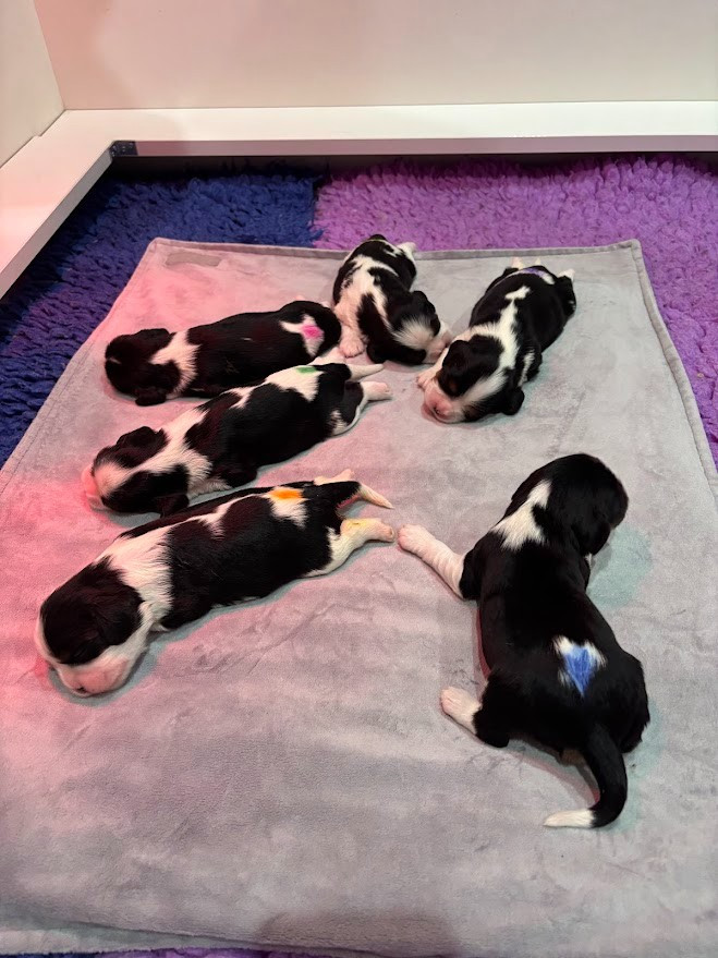 Chiot Cavalier King Charles Spaniel Des Cavaliers Du Maine