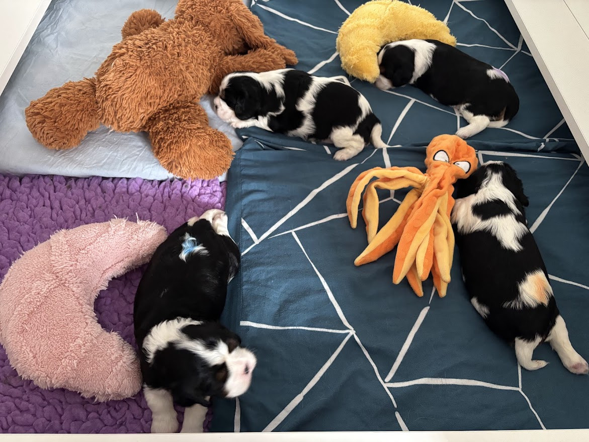 Chiot Cavalier King Charles Spaniel Des Cavaliers Du Maine