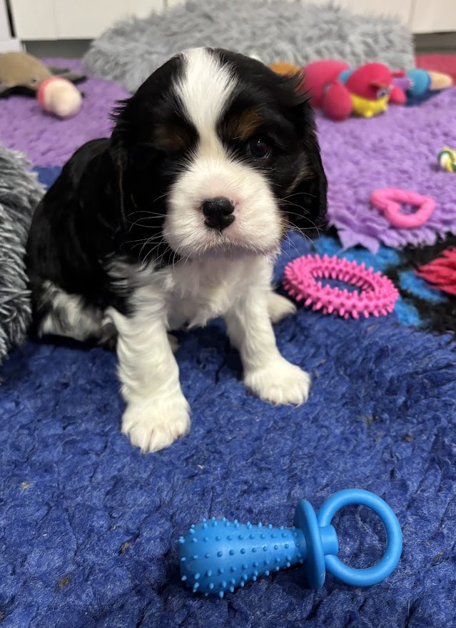 Des Cavaliers Du Maine - Chiots disponibles - Cavalier King Charles Spaniel