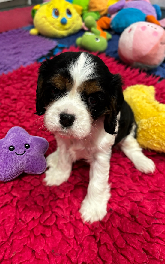 Des Cavaliers Du Maine - Chiots disponibles - Cavalier King Charles Spaniel