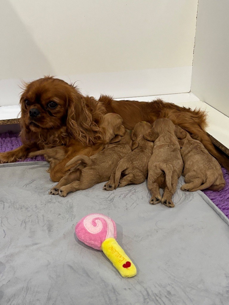 Des Cavaliers Du Maine - Cavalier King Charles Spaniel - Portée née le 01/10/2025