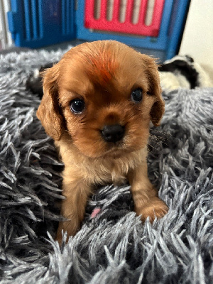 BERLIOZ Chiot tache Orange