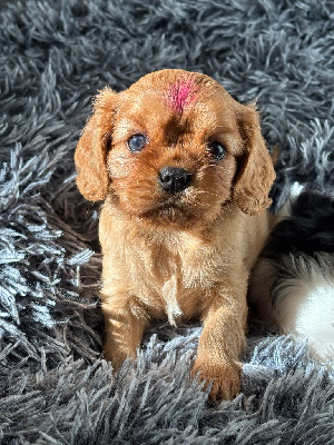 AMY Chiot tache Rose